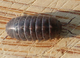 woodlice pill